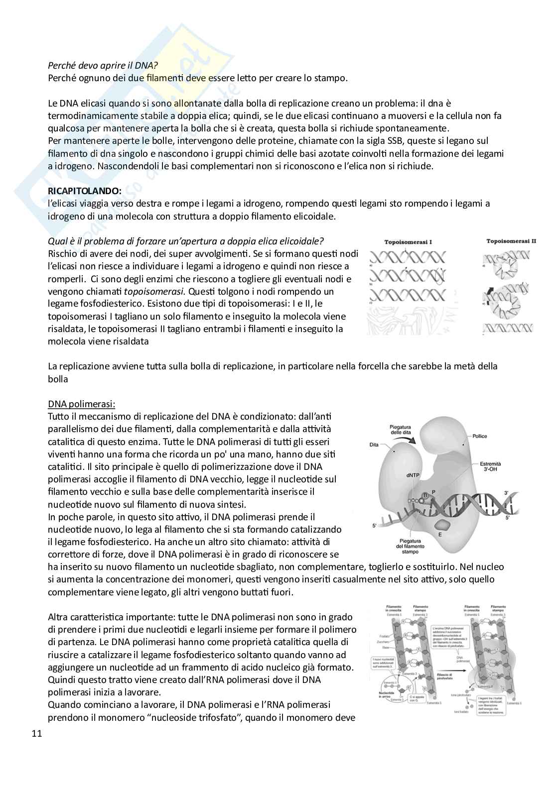 Biologia animale e vegetale Pag. 11