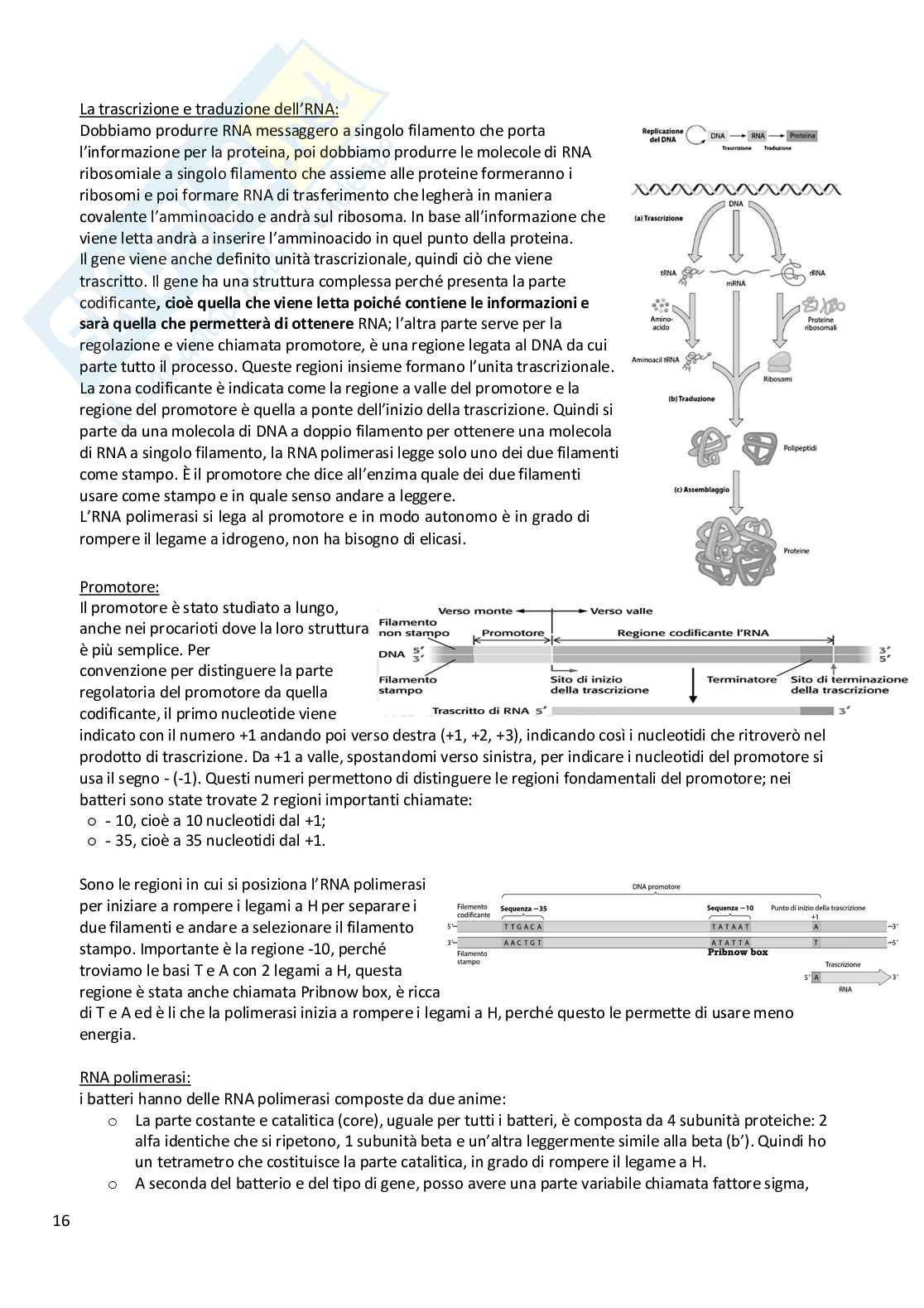 Biologia animale e vegetale Pag. 16