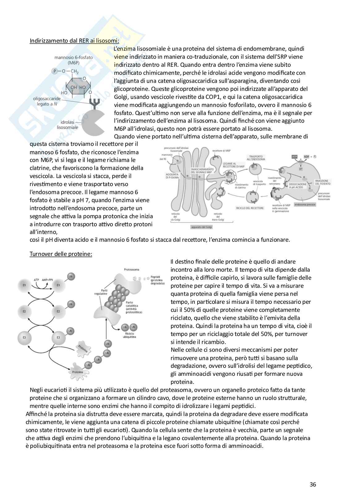 Biologia animale e vegetale Pag. 36