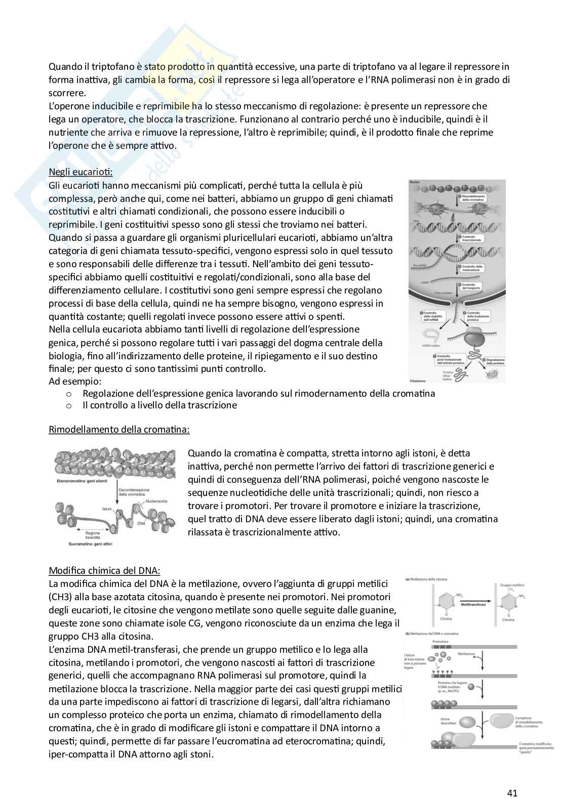 Biologia animale e vegetale Pag. 41