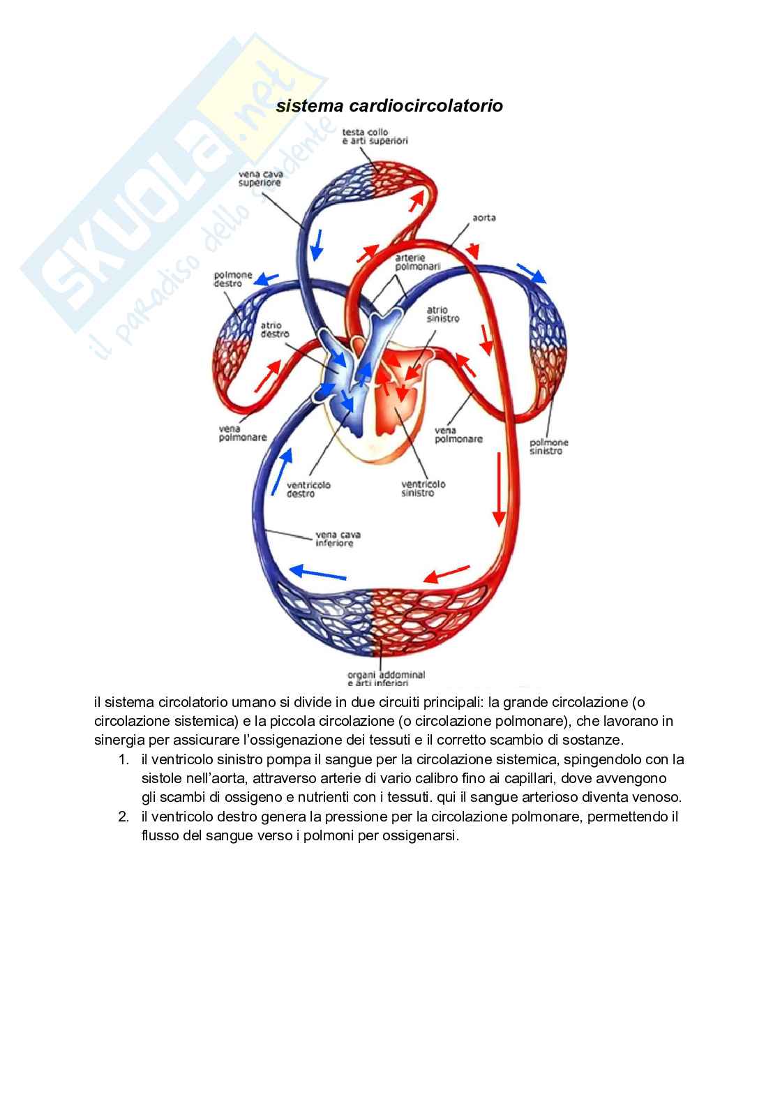 Sistema cardiocircolatorio Pag. 1