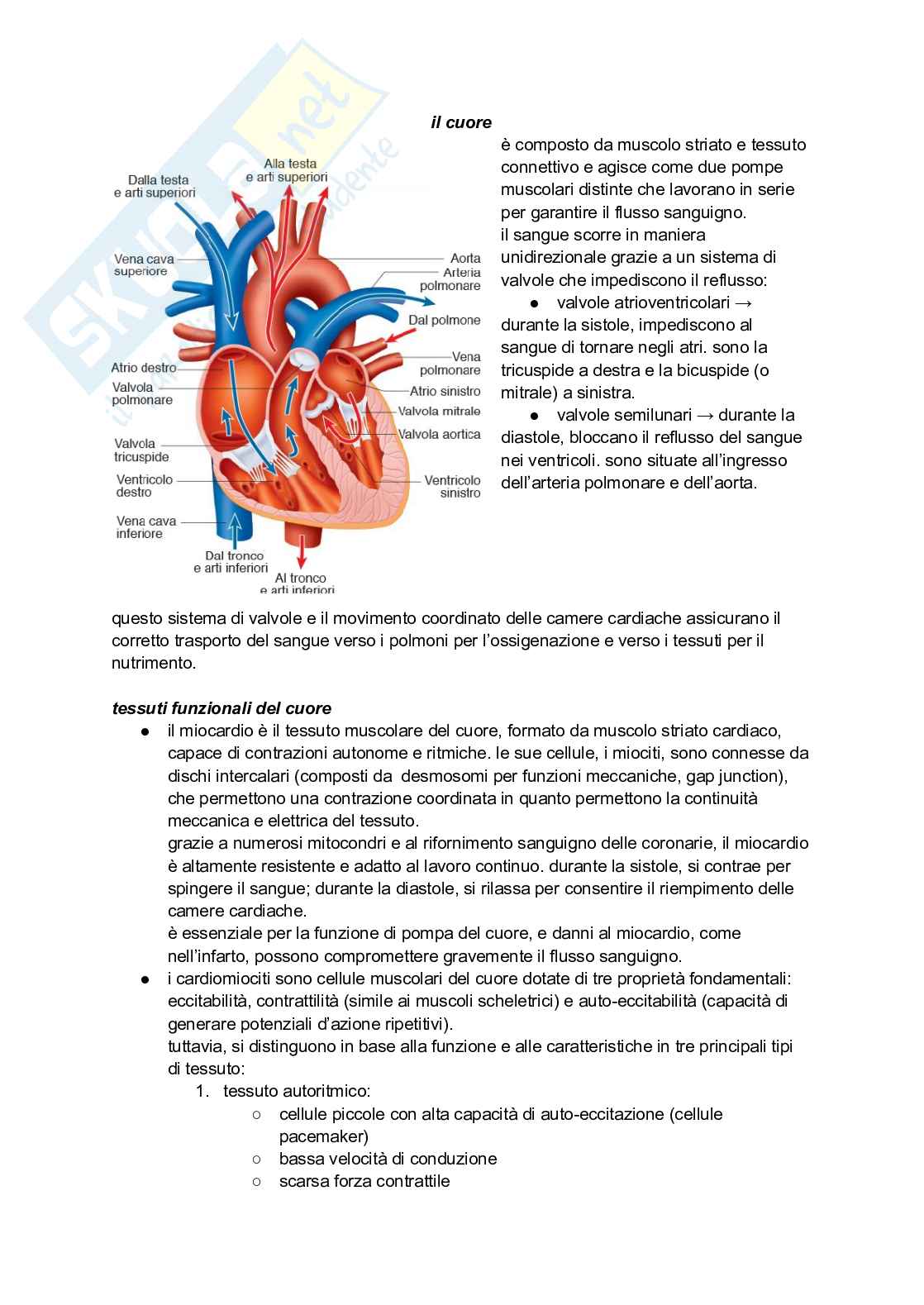 Sistema cardiocircolatorio Pag. 2
