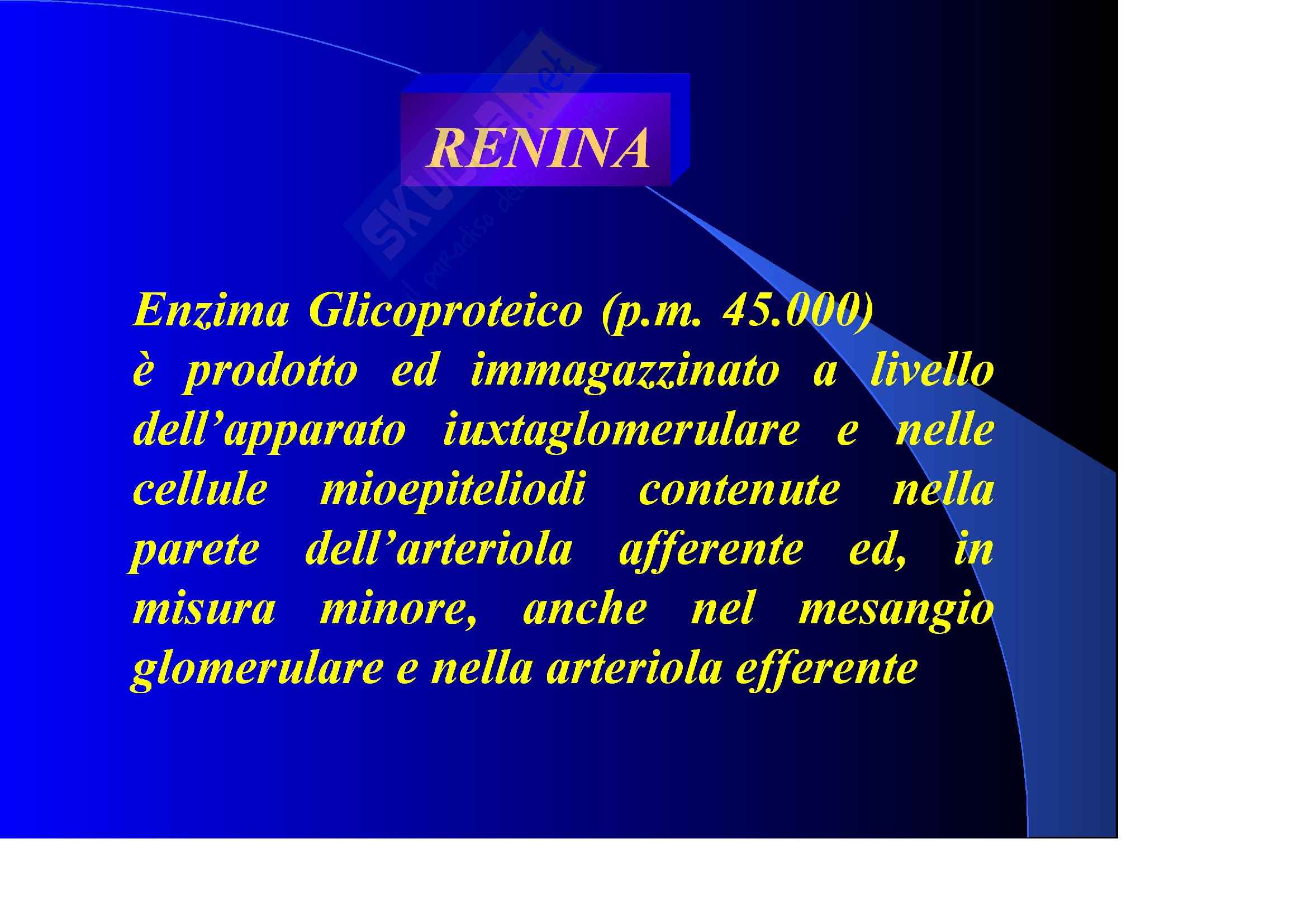 Nefrologia e urologia – Funzione endocrina Pag. 2