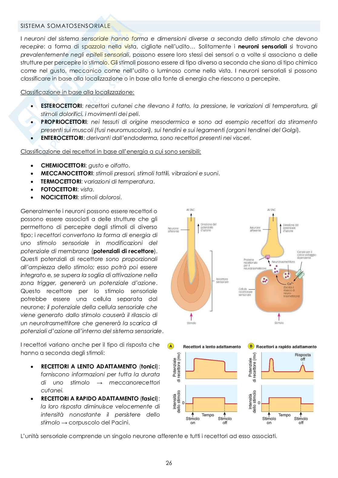 Appunti Fisiologia Pag. 26