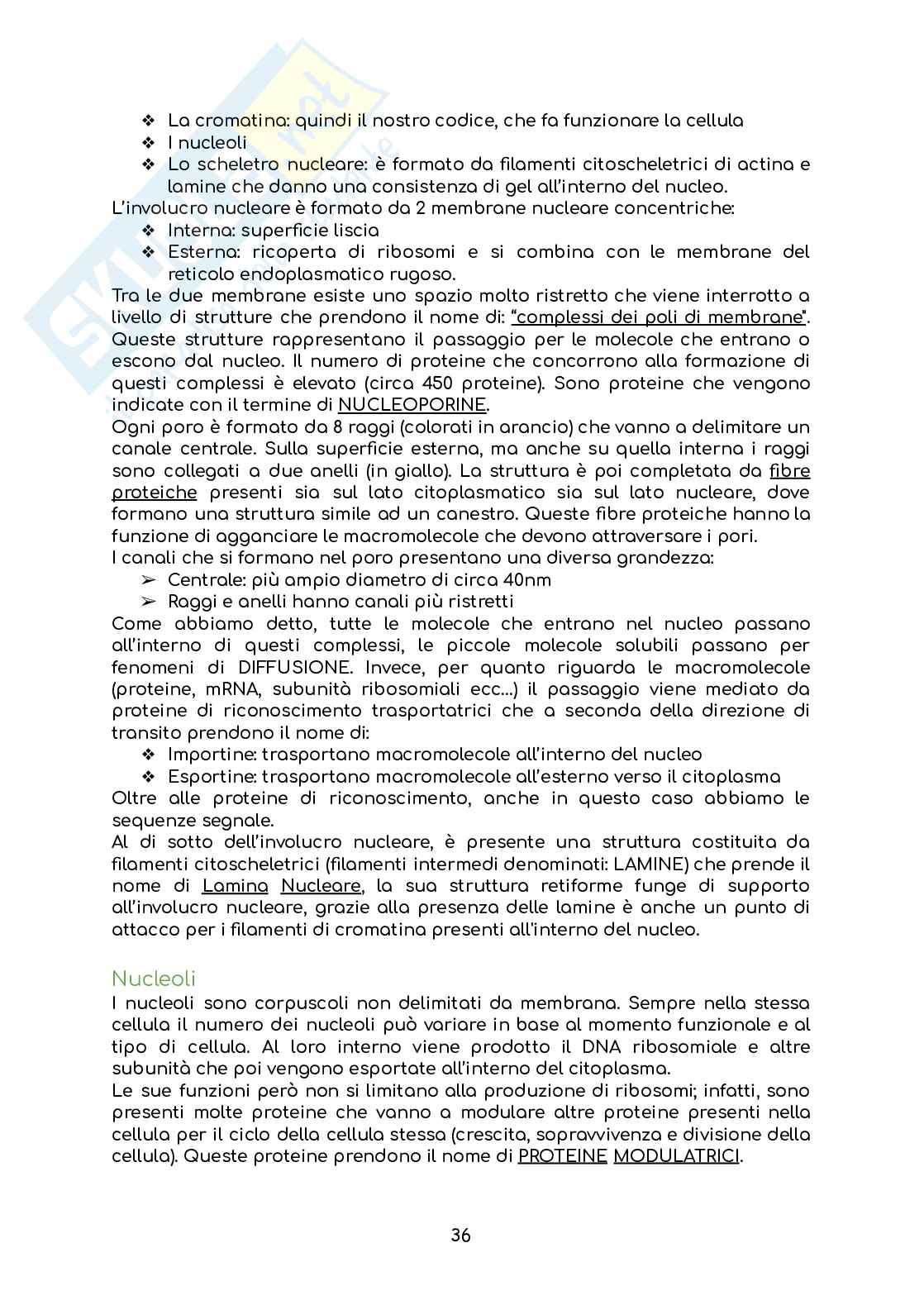 Appunti di Biologia Pag. 36