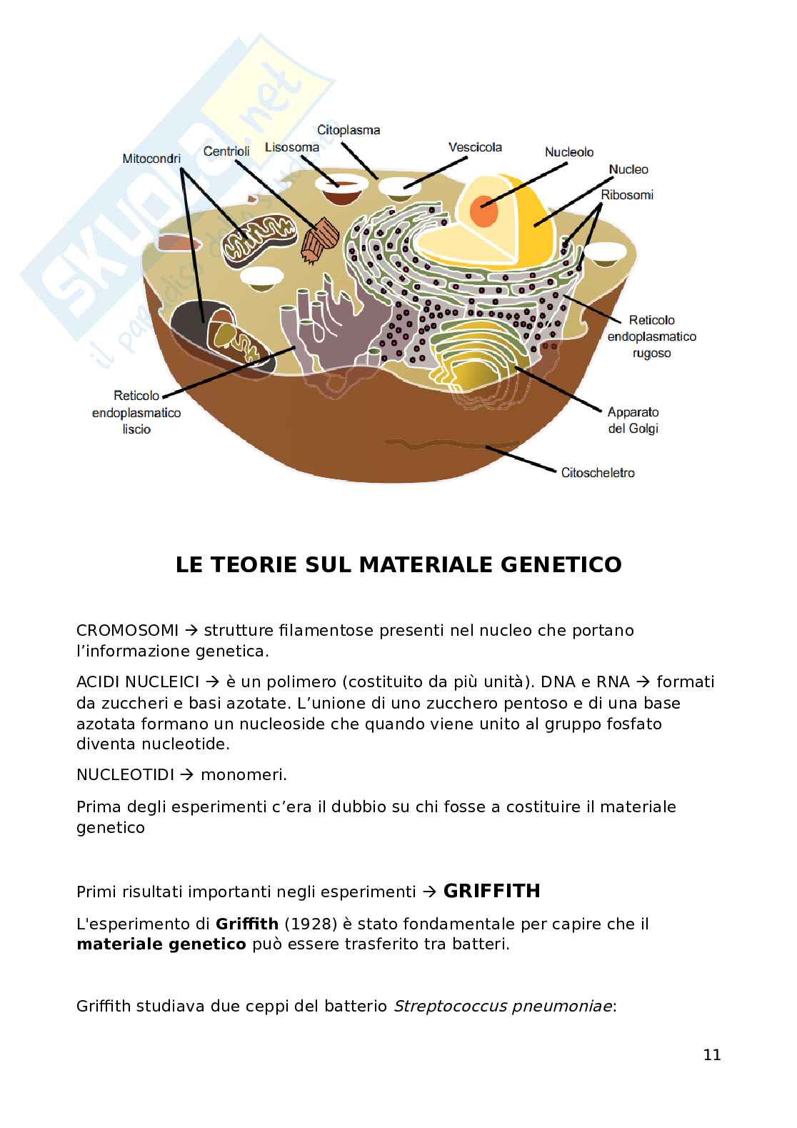 Fondamenti biomolecolari della vita - Biologia applicata e genetica medica Pag. 11