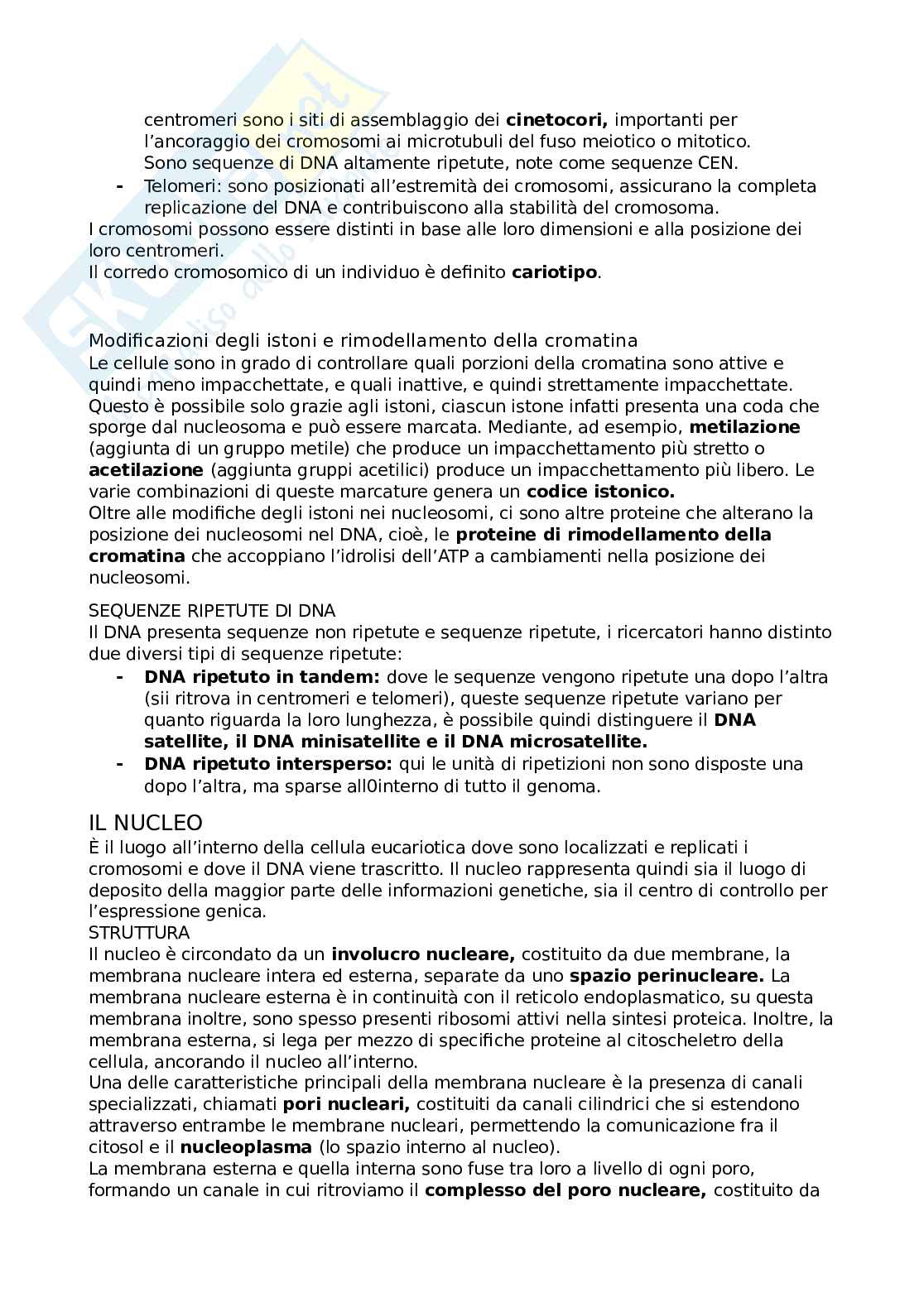 Appunti di Biologia cellulare Pag. 31