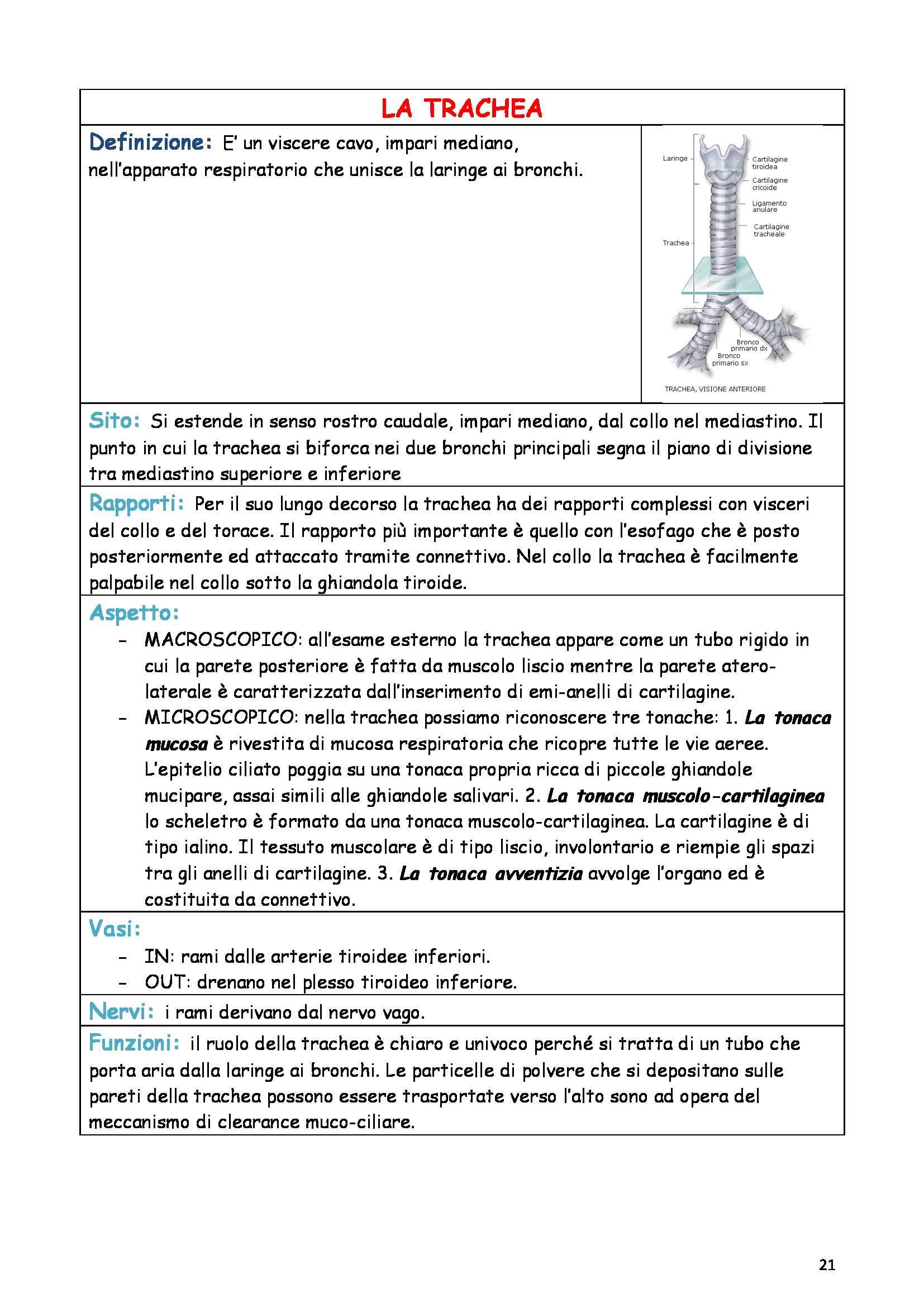 Riassunto esame Anatomia e istologia, prof. Fabene, libro consigliato Anatomia umana normale, Sbarbati Pag. 21