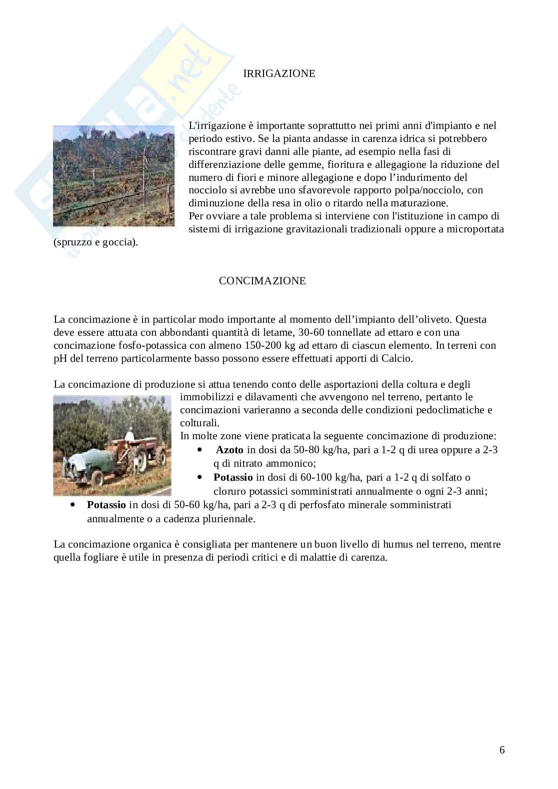 Olivo Pag. 6