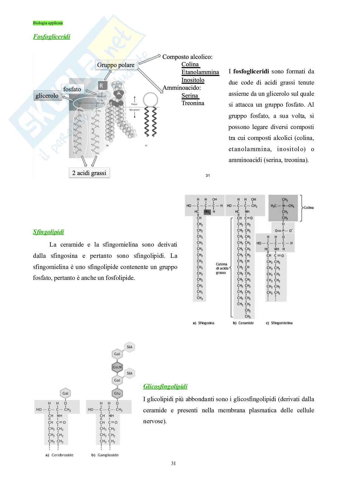 Biologia applicata - Basi molecolari della vita Pag. 31