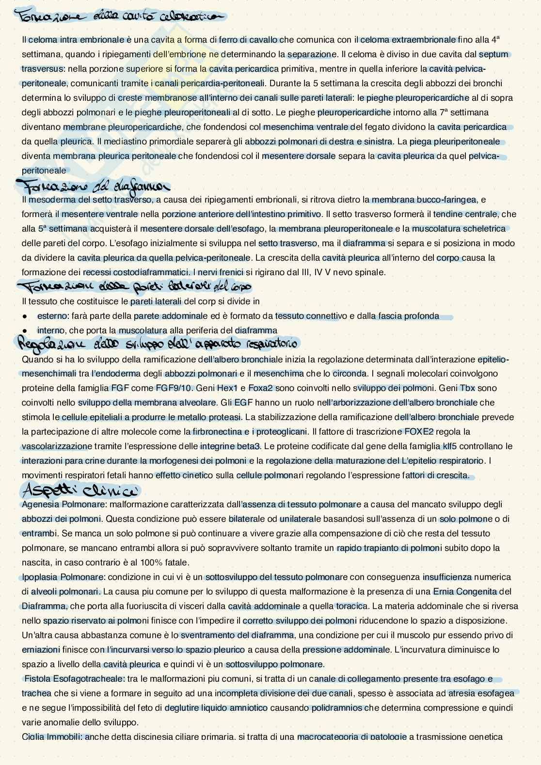 Riassunto esame Istologia ed embriologia umana, Prof. Papaccio Gianpaolo, libro consigliato Embriologia umana, De Felice Pag. 6