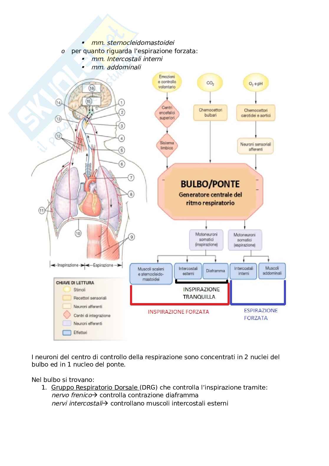 Fisiologia - Fisiologia della respirazione Pag. 46