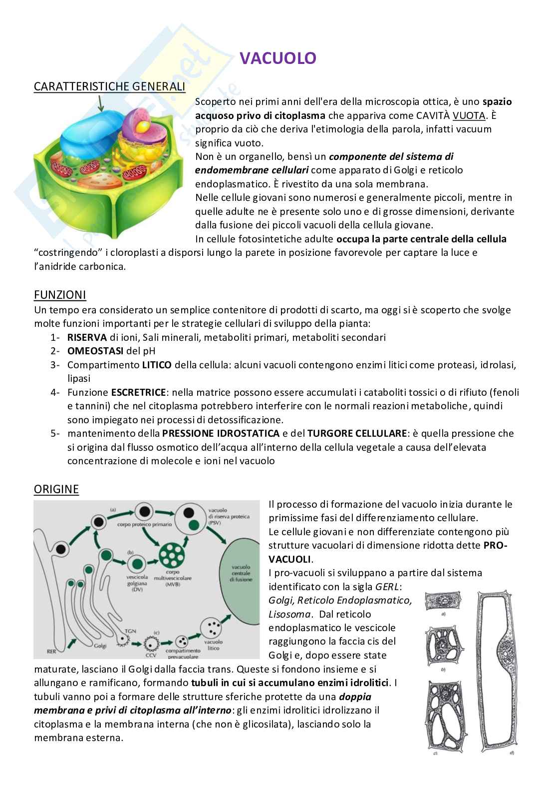 Riassunto esame Biologia vegetale e botanica farmaceutica, Prof. Pinna Christian, libro consigliato Botanica farmaceutica , Elena Maugini Pag. 11