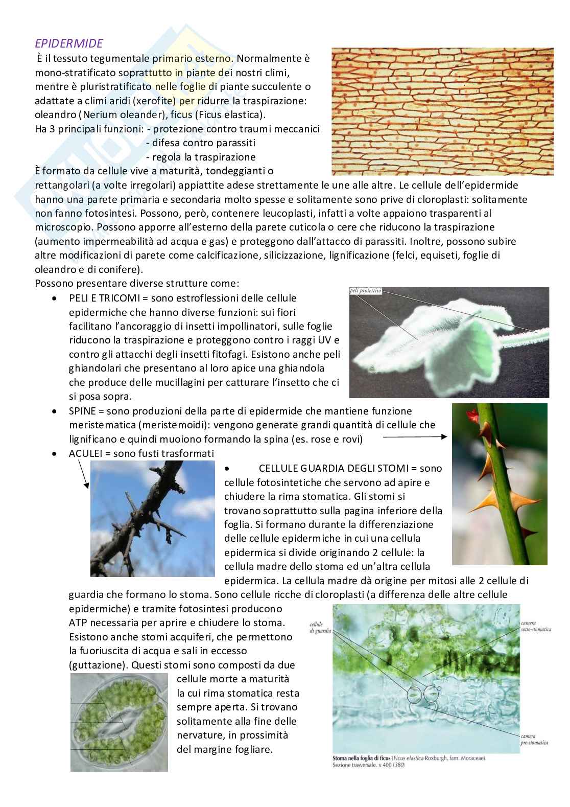 Riassunto esame Biologia vegetale e botanica farmaceutica, Prof. Pinna Christian, libro consigliato Botanica farmaceutica , Elena Maugini Pag. 36