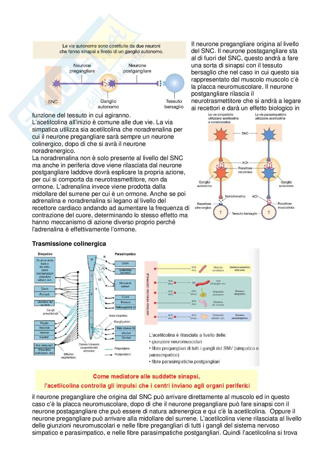 Sistema nervoso autonomo  Pag. 2