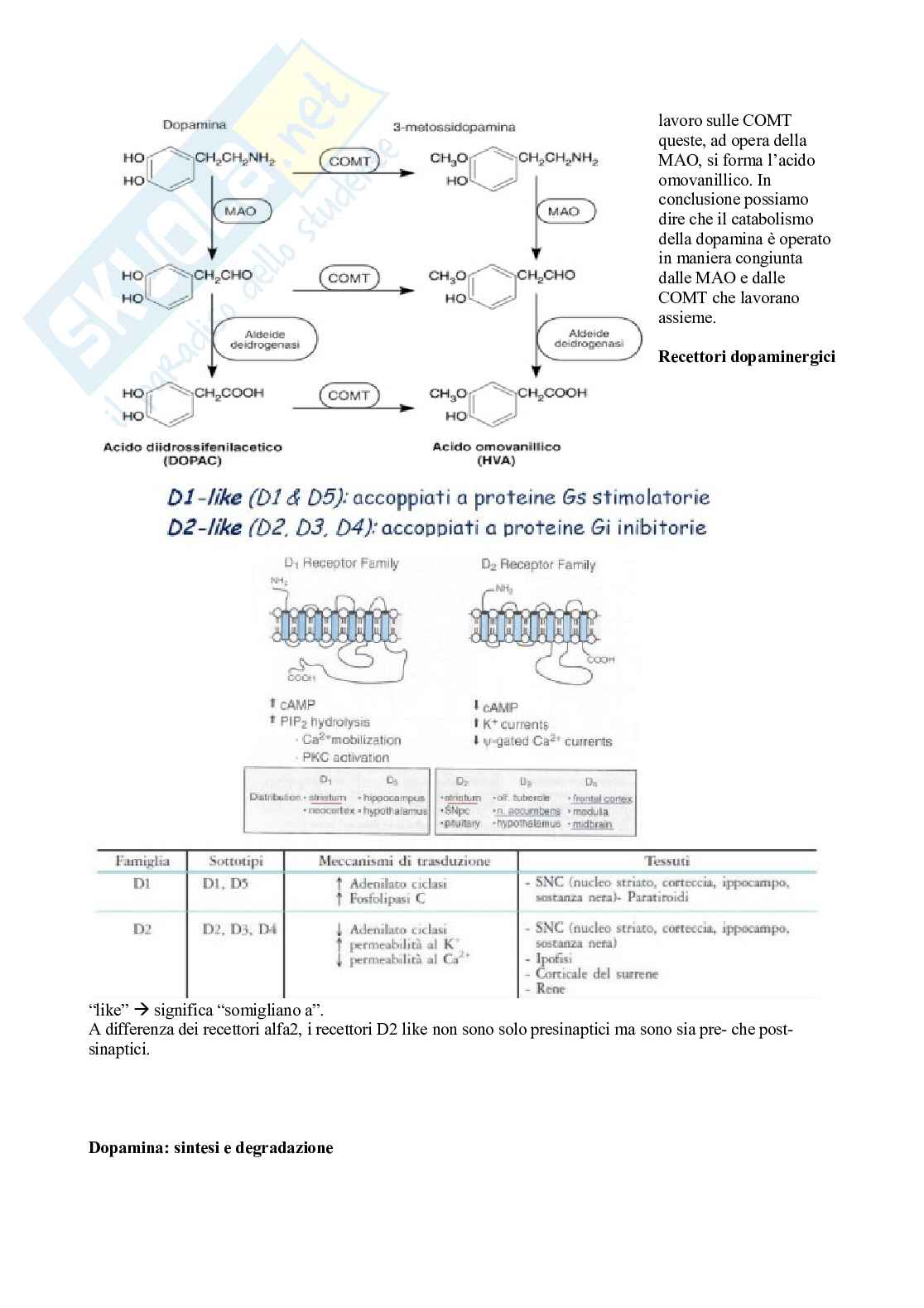 Sistema nervoso autonomo  Pag. 26