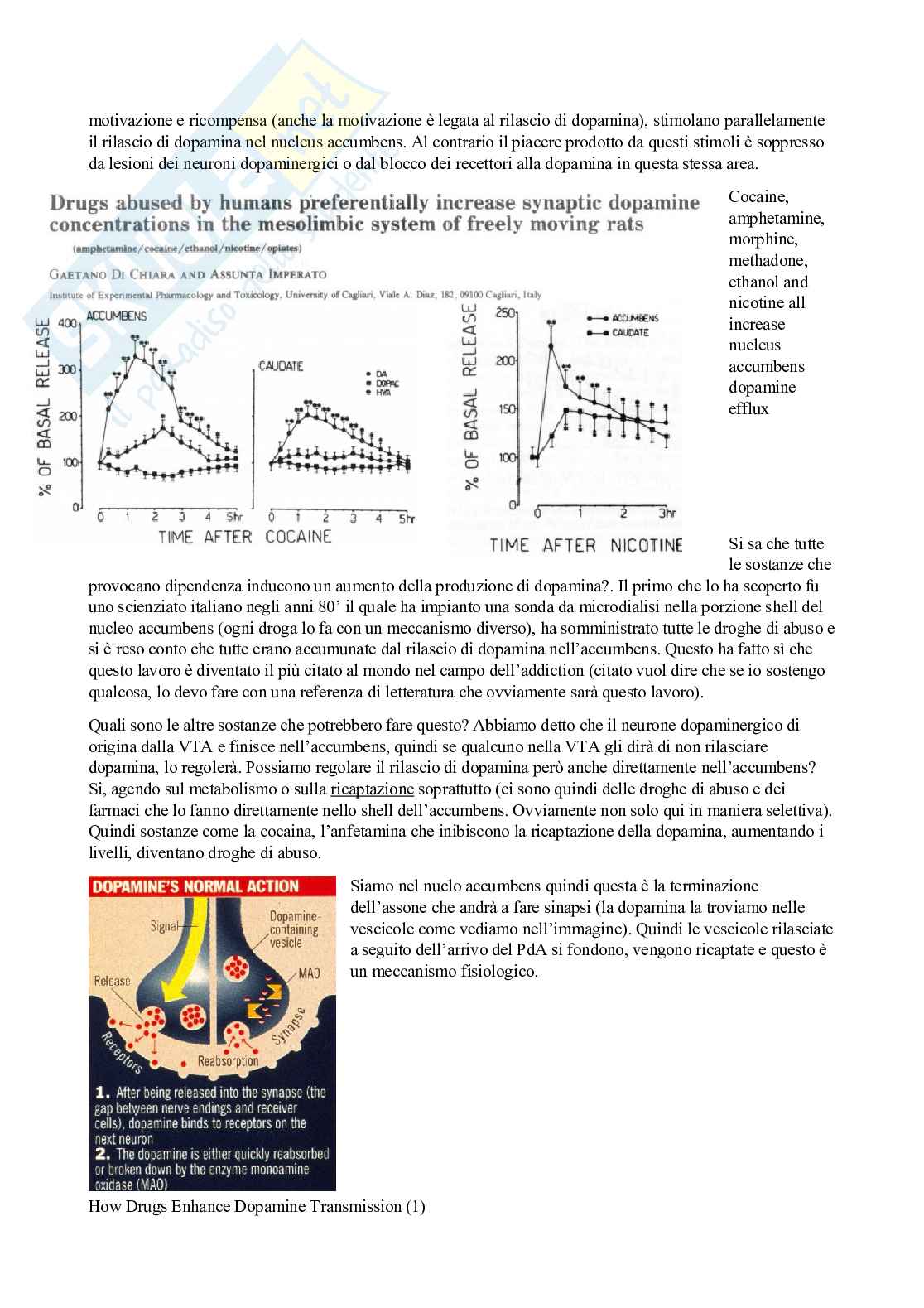 Sistema nervoso autonomo  Pag. 31