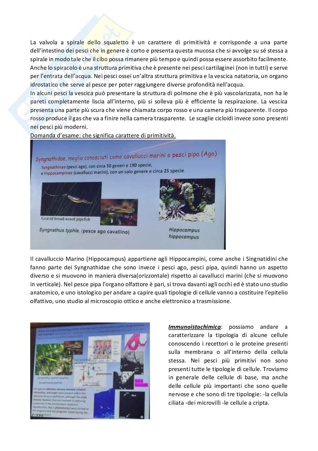 Anatomia comparata dei vertebrati Pag. 31