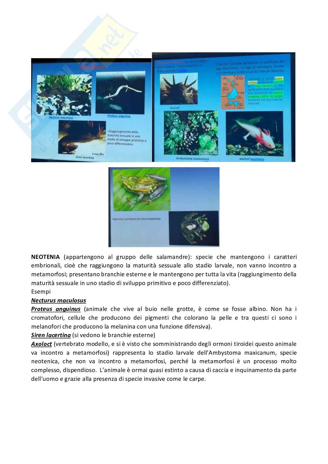 Anatomia comparata dei vertebrati Pag. 41
