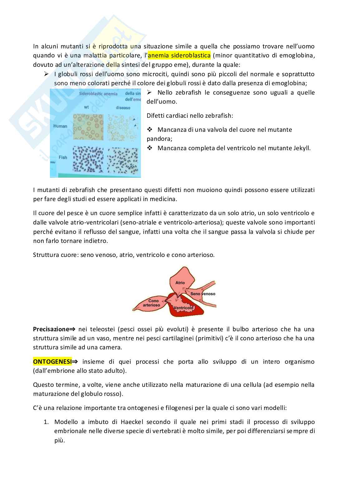 Anatomia comparata dei vertebrati Pag. 6