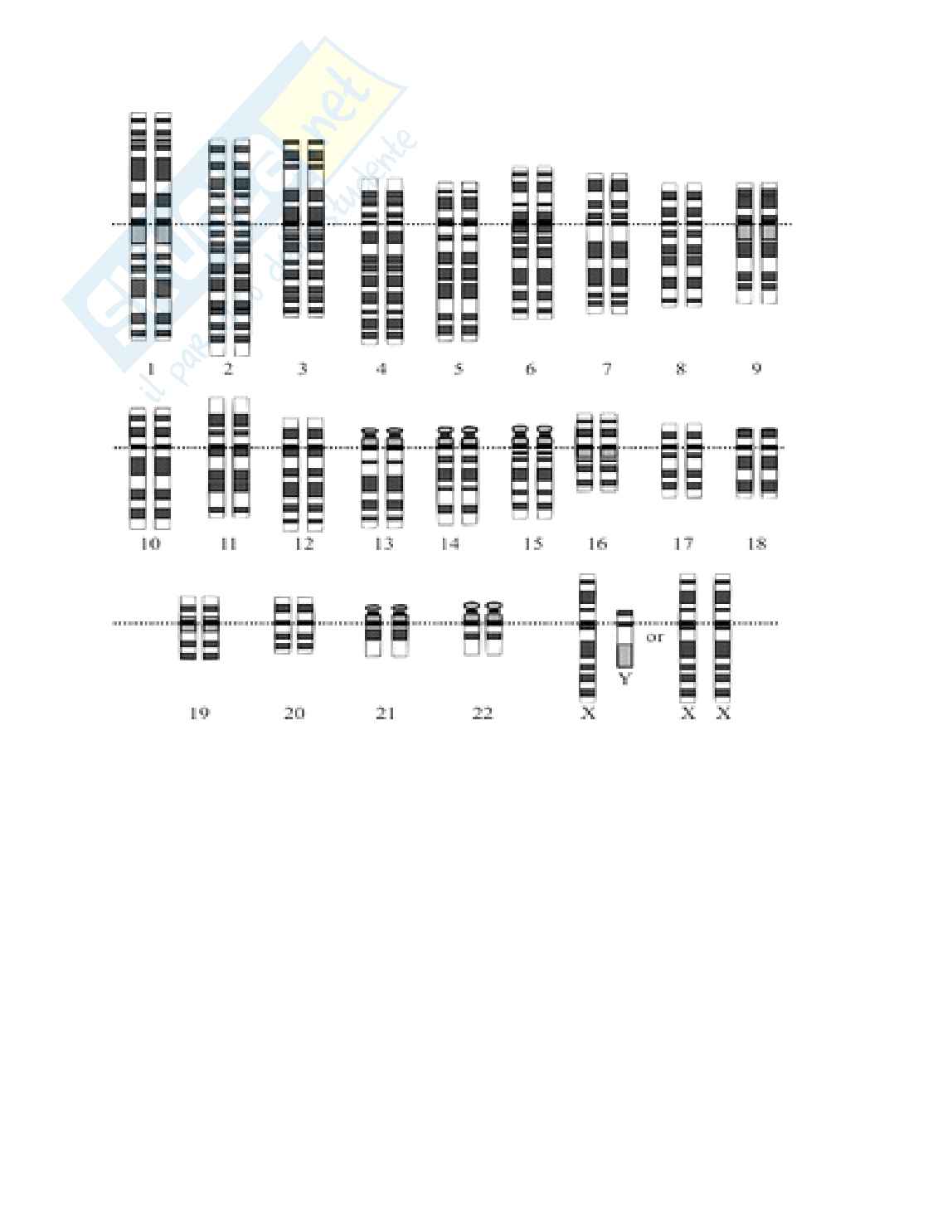 Appunti Biologia molecolare e cellulare  Pag. 76