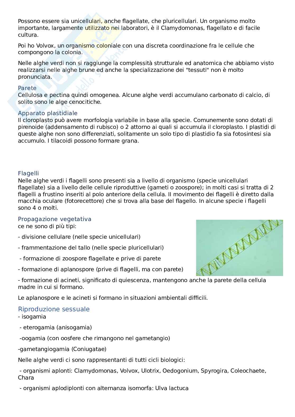 Botanica Orale Pag. 51