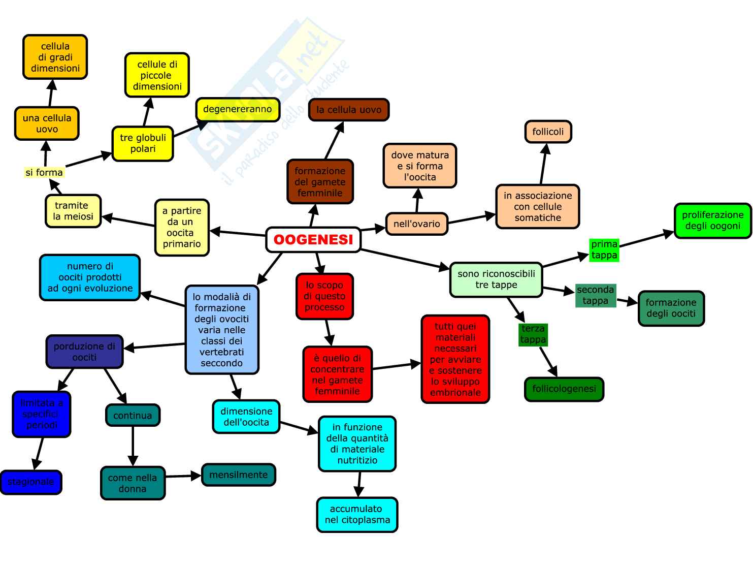 Schemi completi e colorati di Embriologia Pag. 11