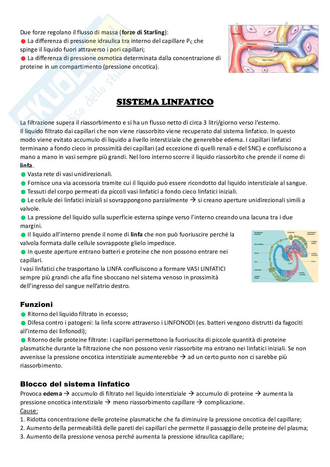 Flusso sanguigno Pag. 11