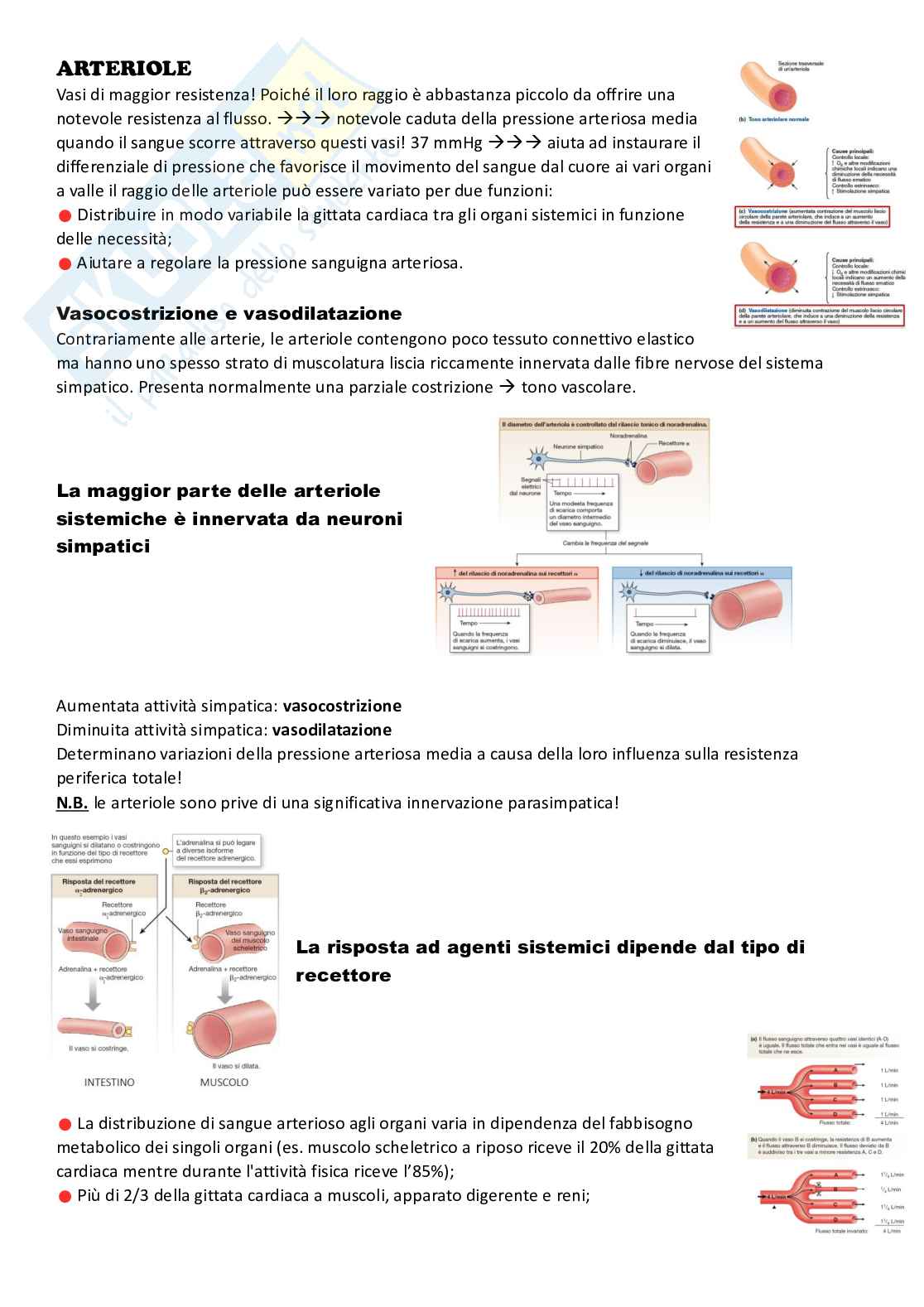 Flusso sanguigno Pag. 6