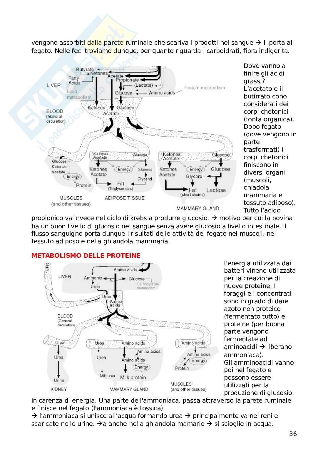 Appunti primo parziale Biologia animale  Pag. 36