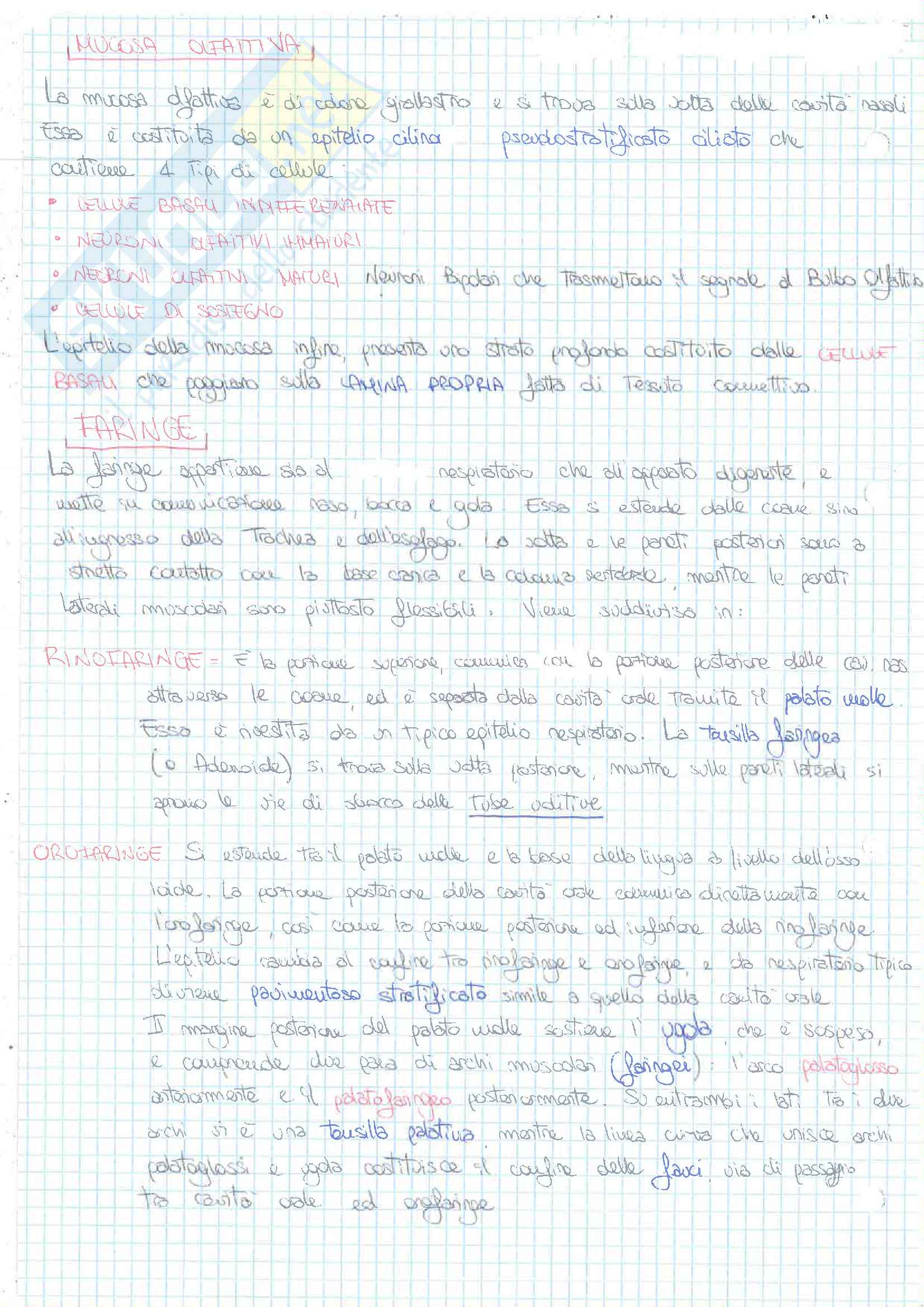 Riassunti 3 4 Esonero (Cardiocircolatorio Respiratorio Digerente Urinario Nervoso) Pag. 16