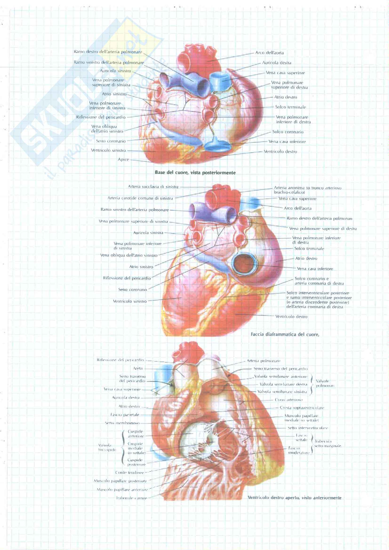 Riassunti 3 4 Esonero (Cardiocircolatorio Respiratorio Digerente Urinario Nervoso) Pag. 2