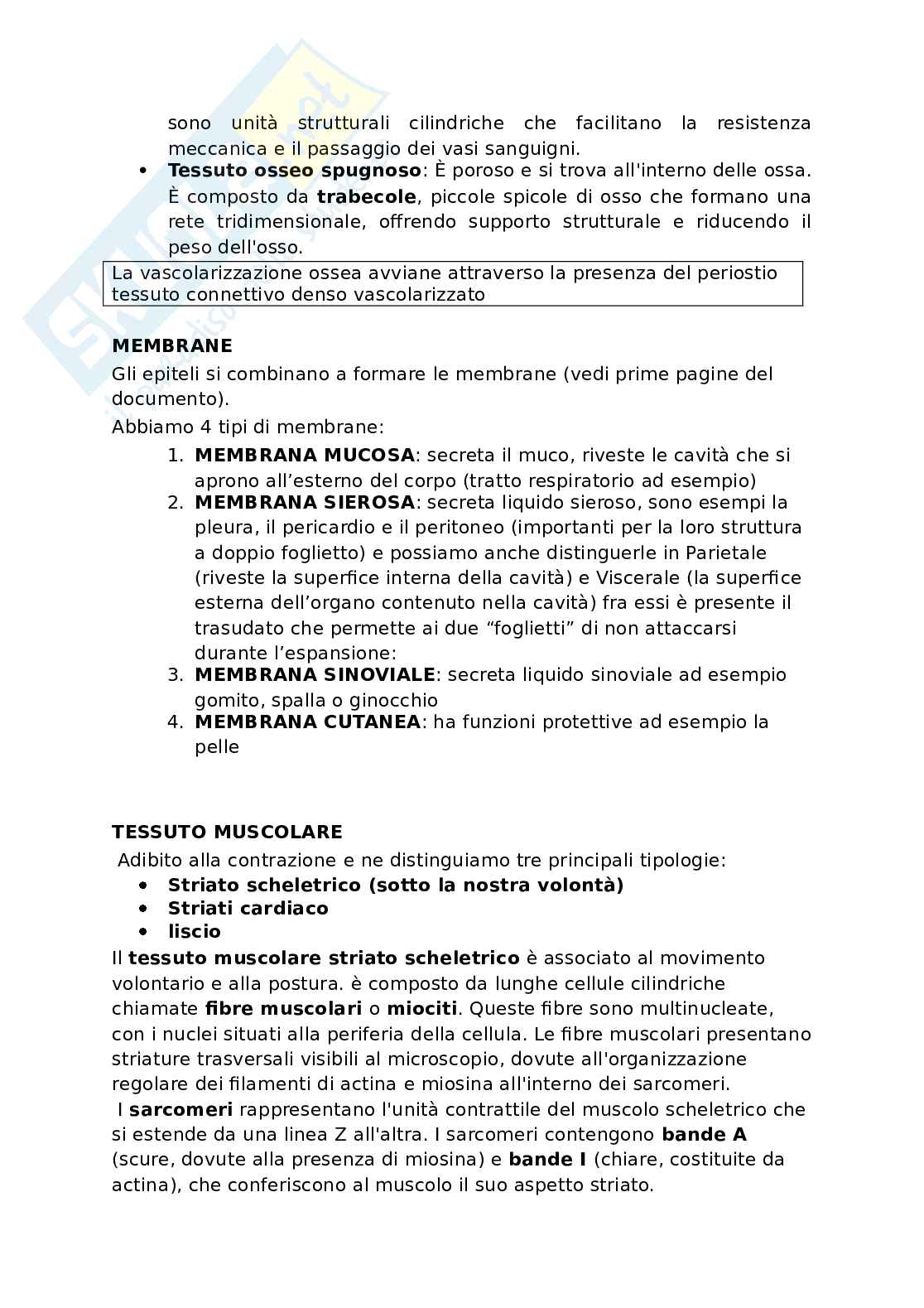 Appunti presi a lezione di Anatomia umana   Pag. 16
