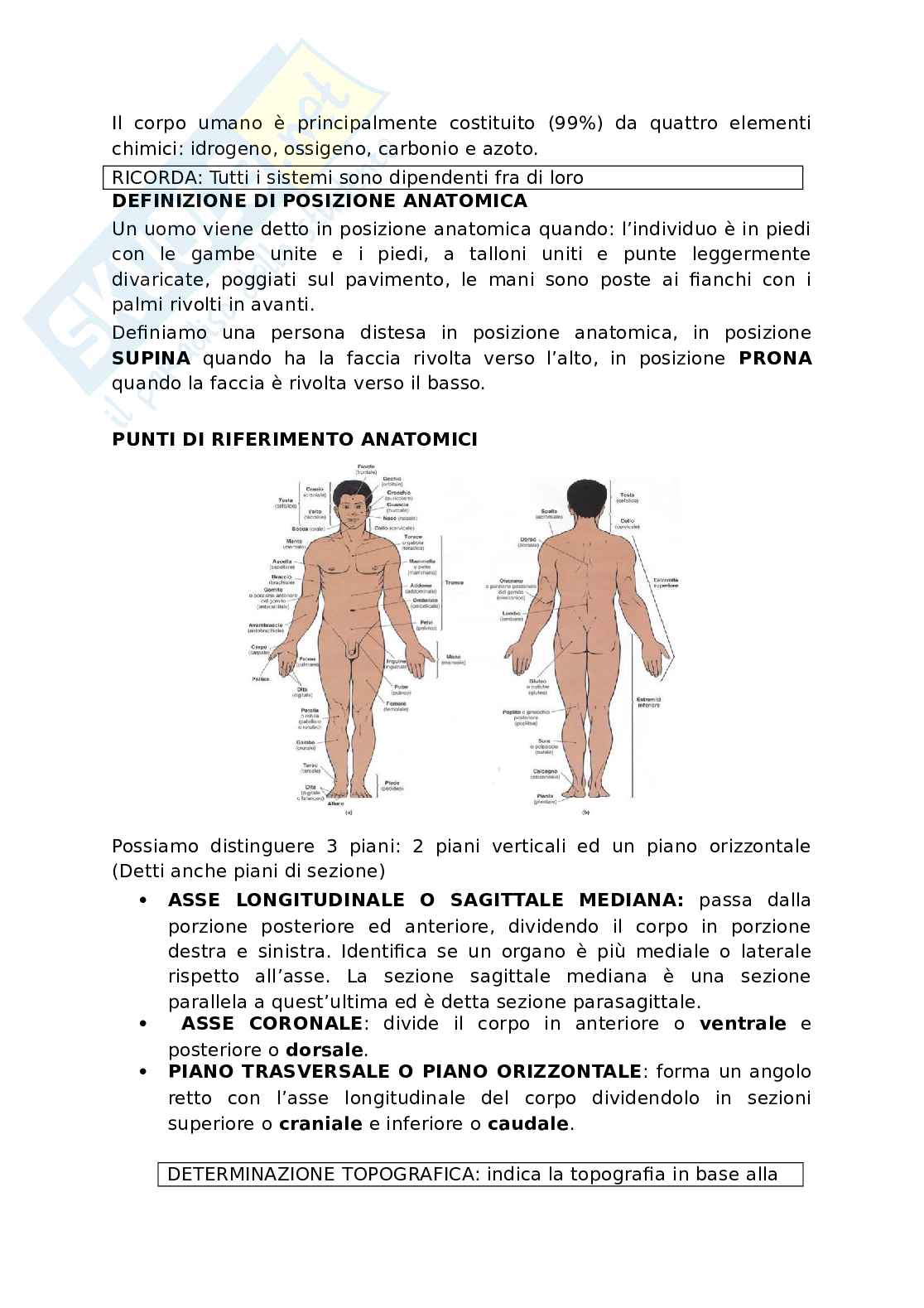 Appunti presi a lezione di Anatomia umana   Pag. 2