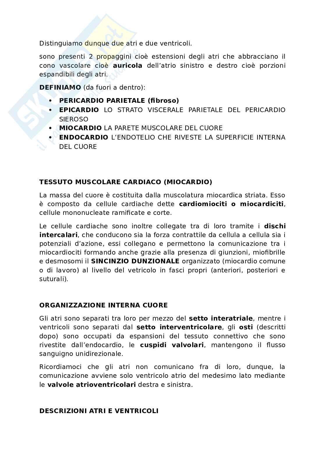 Appunti presi a lezione di Anatomia umana   Pag. 36
