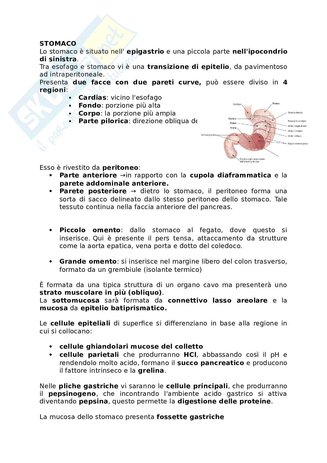 Appunti presi a lezione di Anatomia umana   Pag. 66
