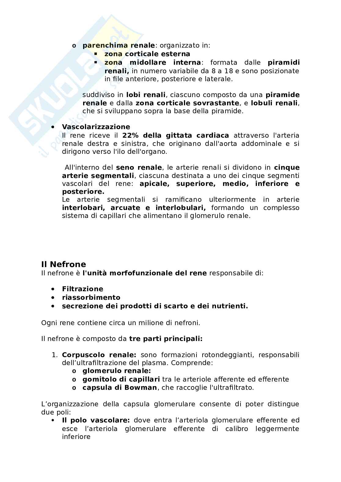 Appunti presi a lezione di Anatomia umana   Pag. 71
