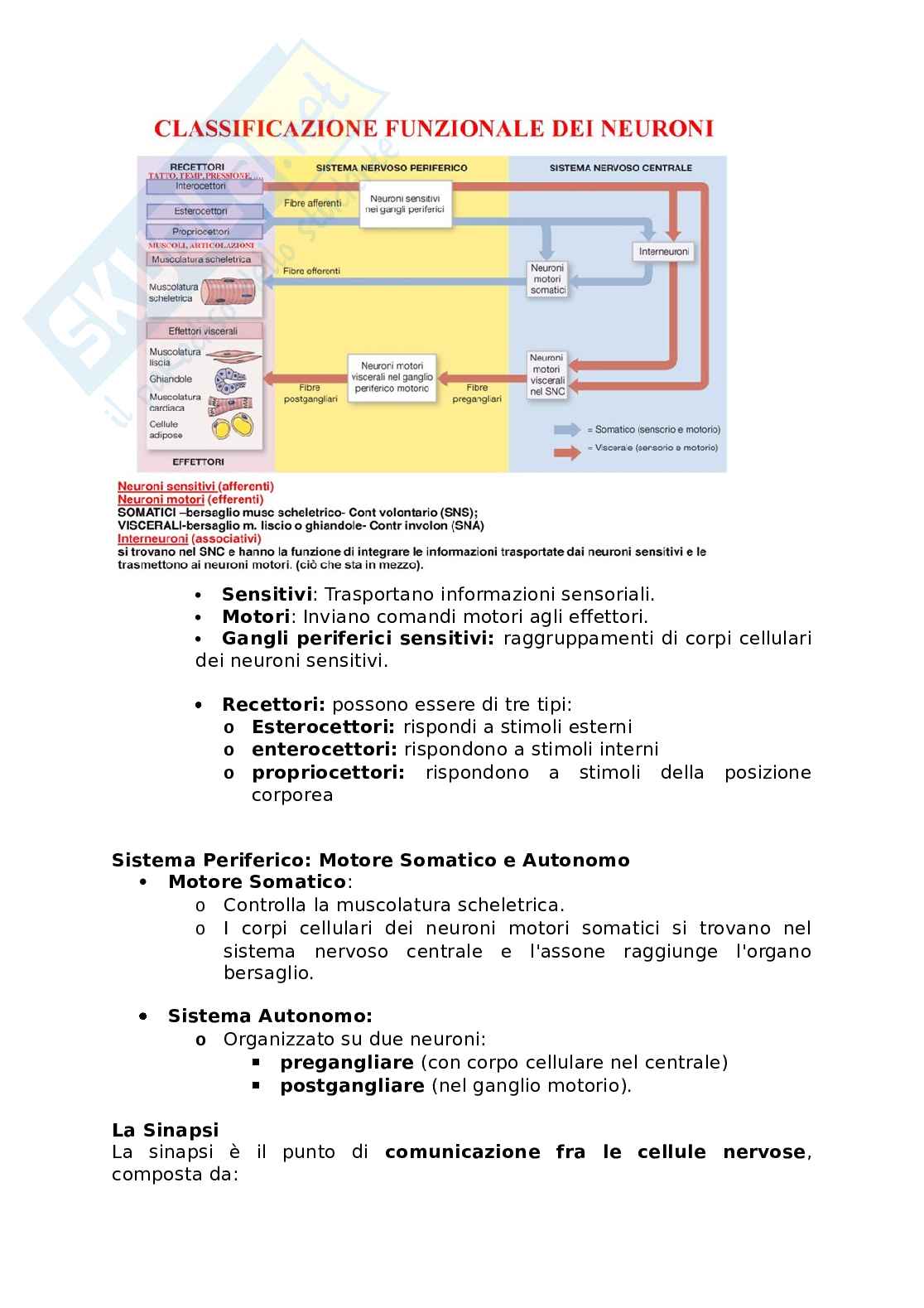 Appunti presi a lezione di Anatomia umana   Pag. 81