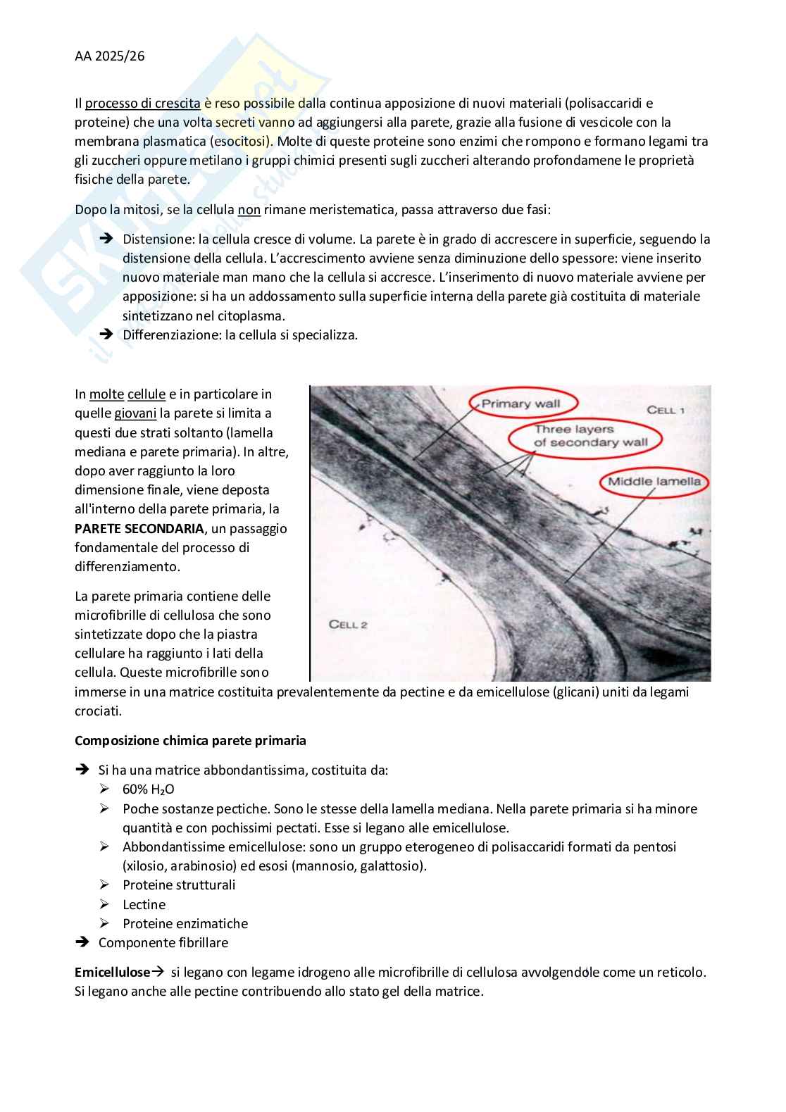 Appunti Botanica - primo parziale Pag. 16