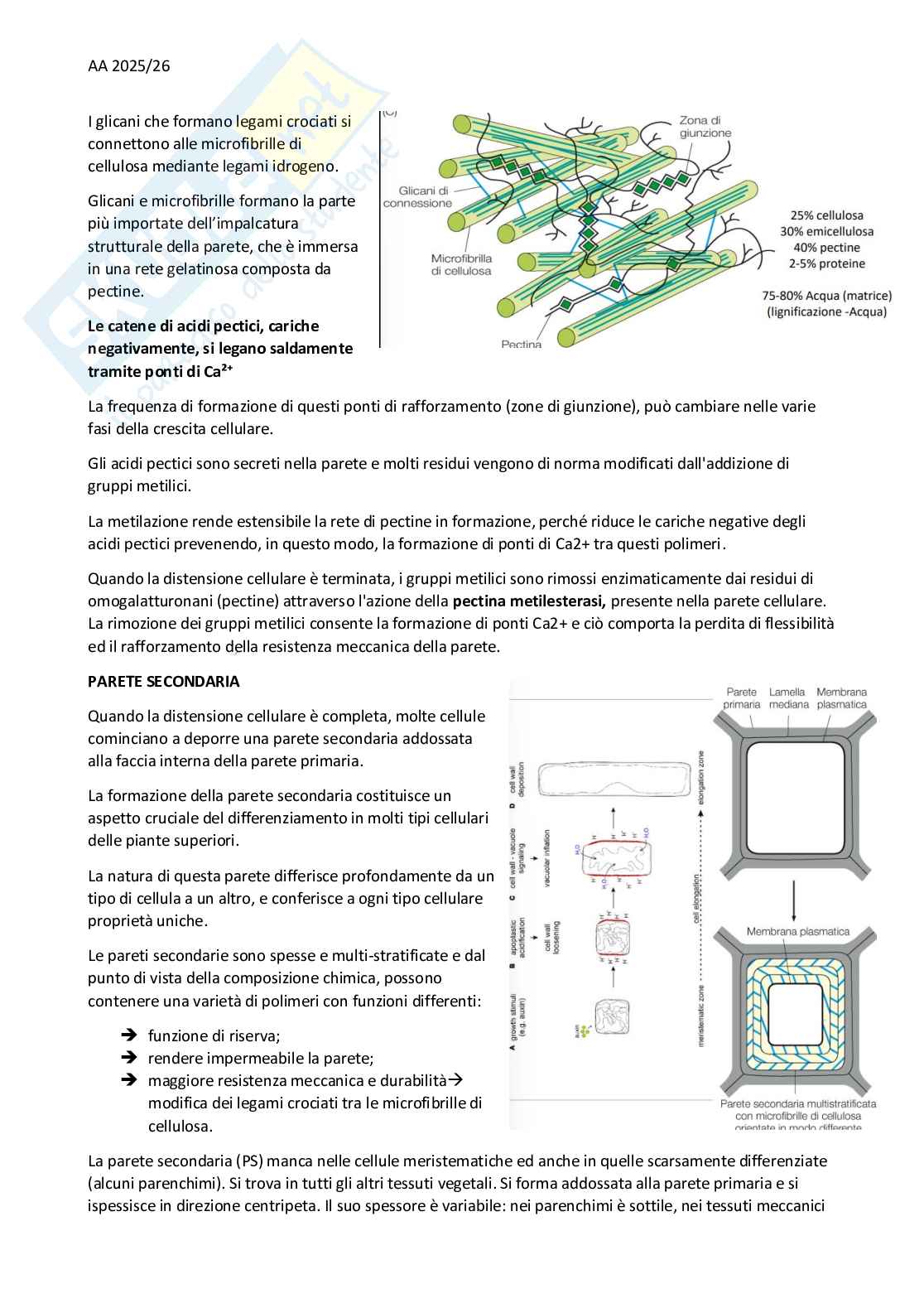 Appunti Botanica - primo parziale Pag. 21