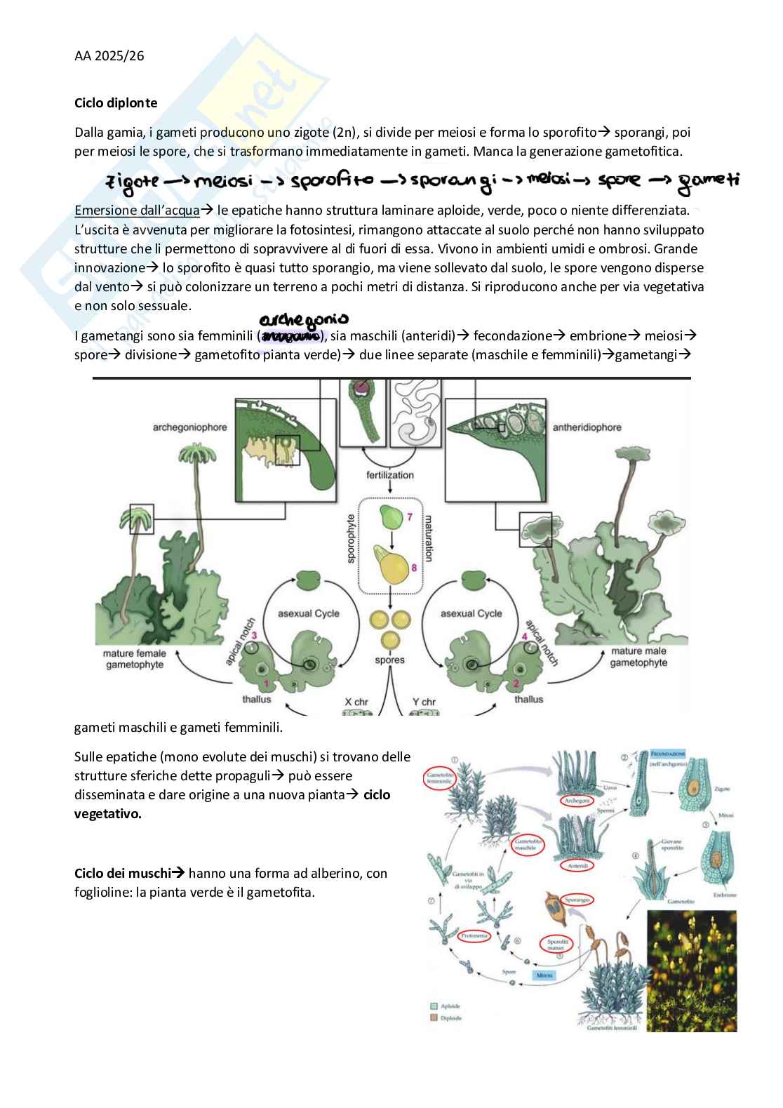 Appunti Botanica - primo parziale Pag. 6