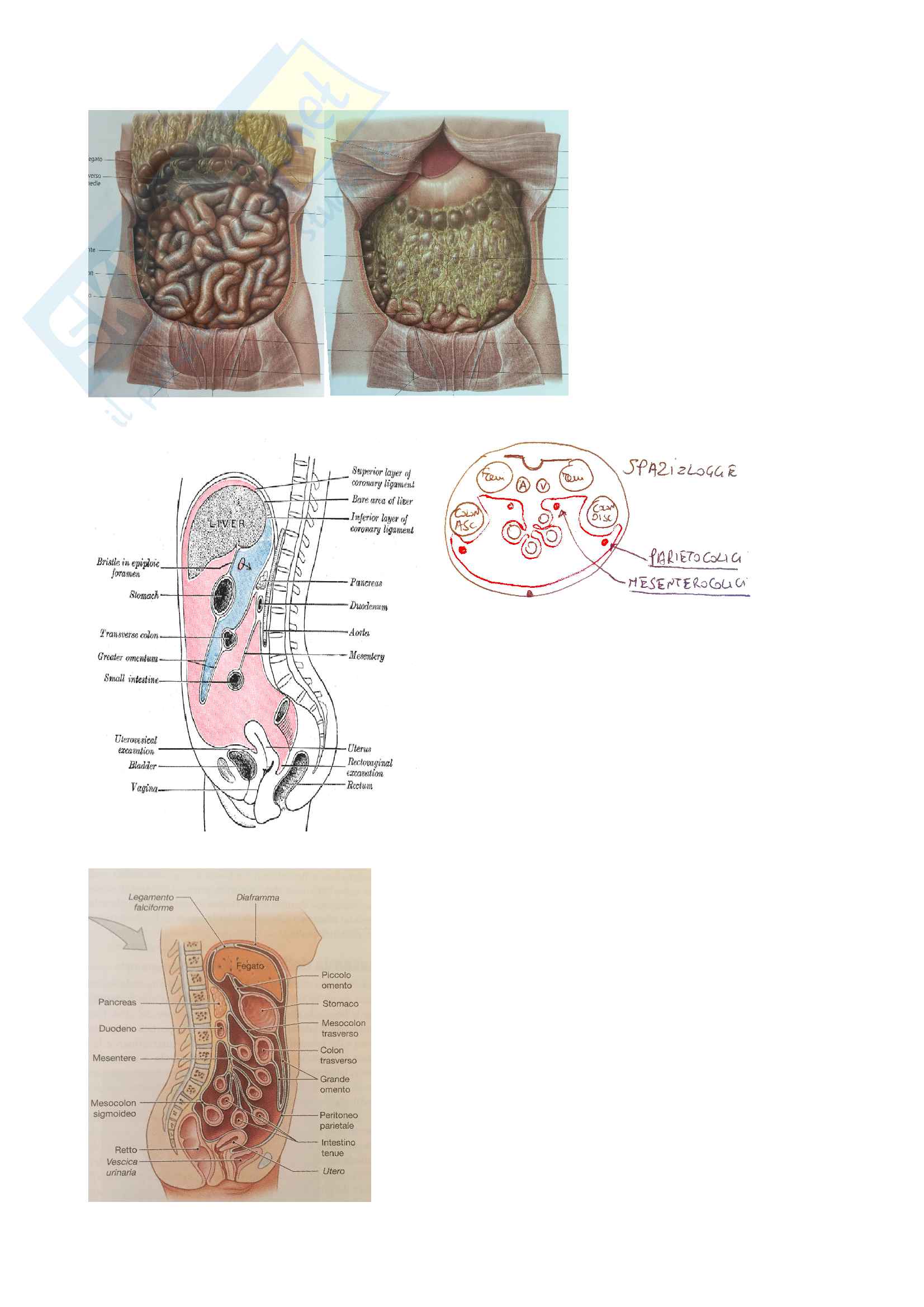 Peritoneo Esame Anatomia Maurizio Ripani Pag. 1