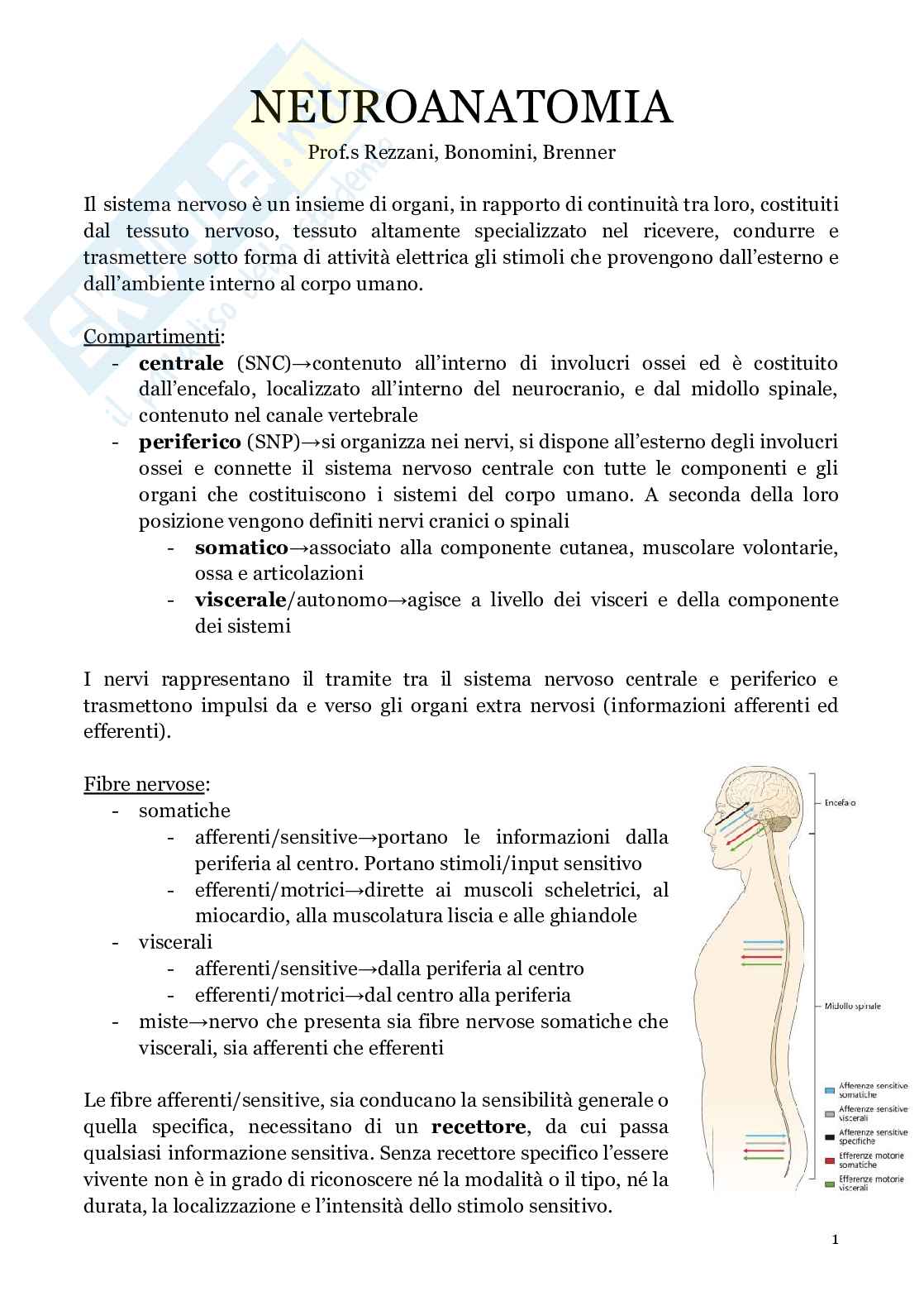 Neuroanatomia (anatomia umana I)  Pag. 1
