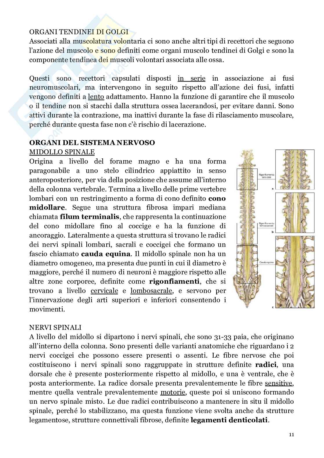 Neuroanatomia (anatomia umana I)  Pag. 11