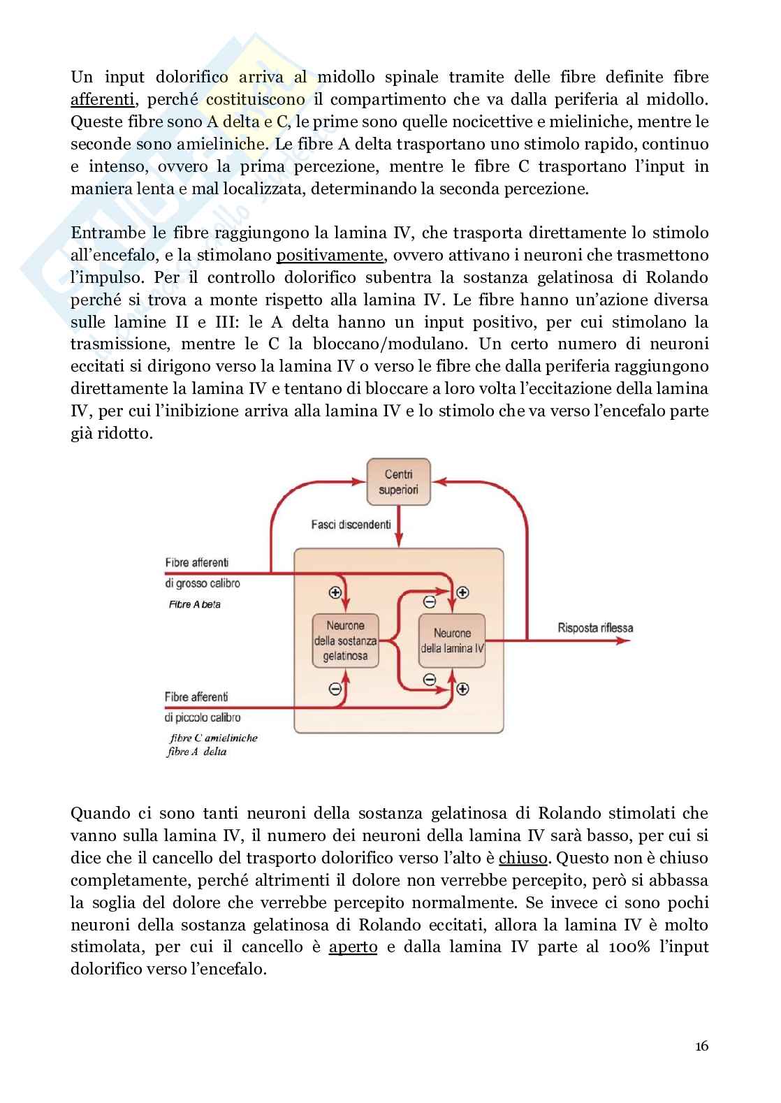 Neuroanatomia (anatomia umana I)  Pag. 16