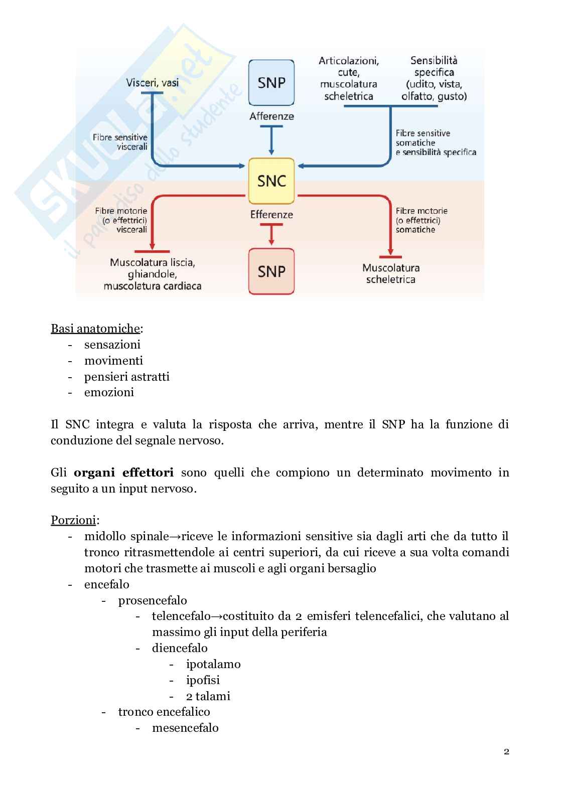 Neuroanatomia (anatomia umana I)  Pag. 2