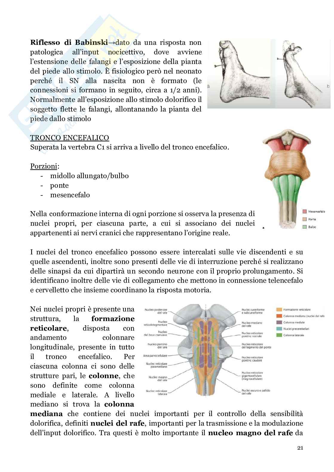 Neuroanatomia (anatomia umana I)  Pag. 21