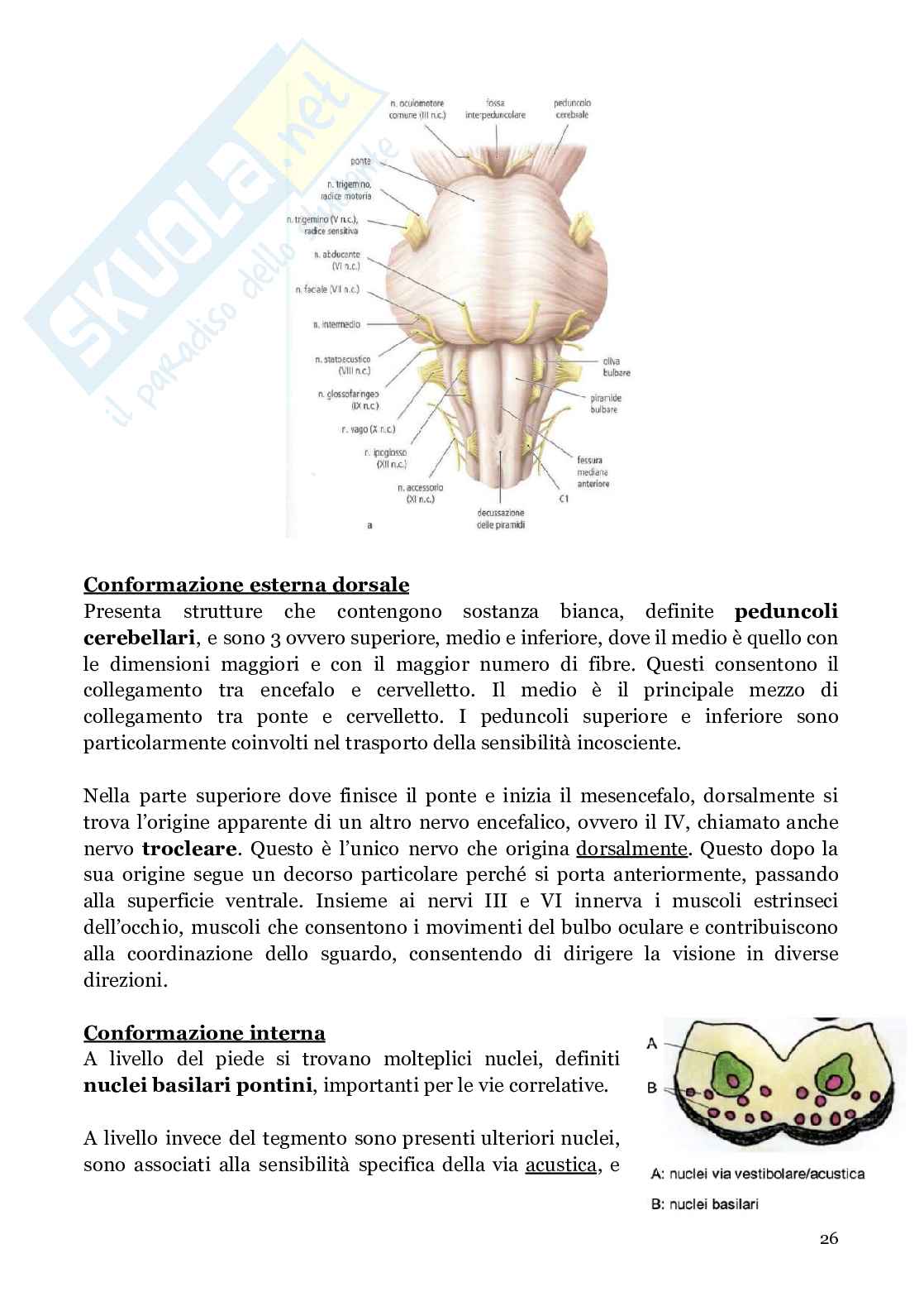 Neuroanatomia (anatomia umana I)  Pag. 26