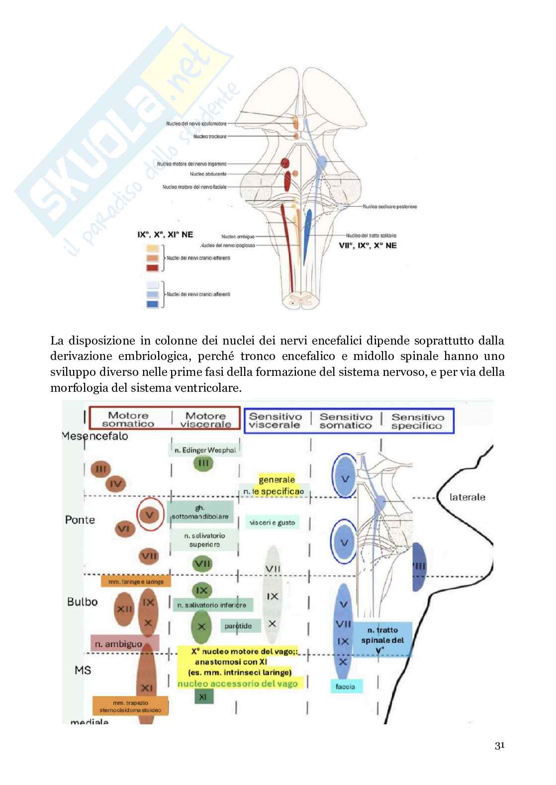 Neuroanatomia (anatomia umana I)  Pag. 31
