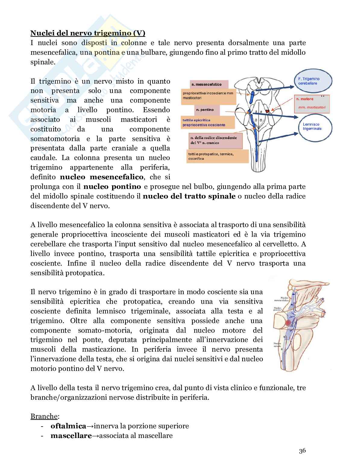 Neuroanatomia (anatomia umana I)  Pag. 36
